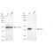 LifeSab™ KD-Validated ERK1 Rabbit mAb (20 μl)