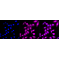 LifeSab™ KD-Validated MAPKAPK2 Rabbit mAb (20 μl)