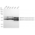 LifeSab™ KD-Validated MAPKAPK2 Rabbit mAb (20 μl)