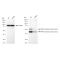 LifeSab™ KD-Validated MAPKAPK2 Rabbit mAb (20 μl)