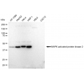 LifeSab™ KD-Validated MAPKAPK2 Rabbit mAb (20 μl)