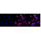 LifeSab™ KD-Validated CD146 Rabbit mAb (20 μl)