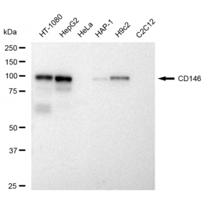 LifeSab™ KD-Validated CD146 Rabbit mAb (20 μl)