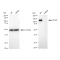 LifeSab™ KD-Validated CD146 Rabbit mAb (20 μl)