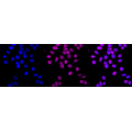 LifeSab™ KD-Validated MCM3 Rabbit mAb (20 μl)