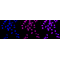 LifeSab™ KD-Validated MCM3 Rabbit mAb (20 μl)