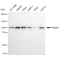 LifeSab™ KD-Validated MCM3 Rabbit mAb (20 μl)