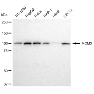 LifeSab™ KD-Validated MCM3 Rabbit mAb (20 μl)