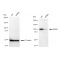 LifeSab™ KD-Validated MCM3 Rabbit mAb (20 μl)