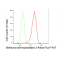 LifeSab™ KD-Validated METAP2 Rabbit mAb (20 μl)