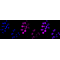 LifeSab™ KD-Validated METAP2 Rabbit mAb (20 μl)