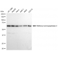 LifeSab™ KD-Validated METAP2 Rabbit mAb (20 μl)