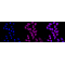 LifeSab™ KD-Validated MLKL Rabbit mAb (20 μl)