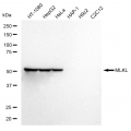 LifeSab™ KD-Validated MLKL Rabbit mAb (20 μl)