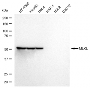 LifeSab™ KD-Validated MLKL Rabbit mAb (20 μl)