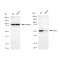 LifeSab™ KD-Validated MLKL Rabbit mAb (20 μl)