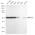 LifeSab™ KD-Validated MLKL Rabbit mAb (20 μl)