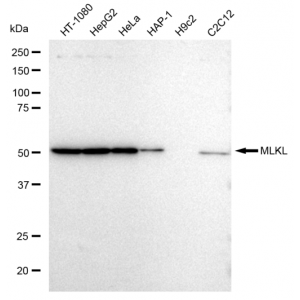 LifeSab™ KD-Validated MLKL Rabbit mAb (20 μl)