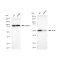 LifeSab™ KD-Validated MLKL Rabbit mAb (20 μl)