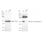 LifeSab™ KD-Validated MMP14 Rabbit mAb (20 μl)