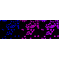 LifeSab™ KD-Validated NEK7 Rabbit mAb (20 μl)