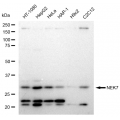 LifeSab™ KD-Validated NEK7 Rabbit mAb (20 μl)