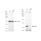 LifeSab™ KD-Validated NEK7 Rabbit mAb (20 μl)