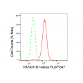 LifeSab™ KD-Validated PAFAH1B1 Rabbit mAb (20 μl)