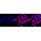 LifeSab™ KD-Validated PAFAH1B1 Rabbit mAb (20 μl)