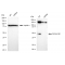 LifeSab™ KD-Validated PAFAH1B1 Rabbit mAb (20 μl)