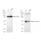 LifeSab™ KD-Validated Paired box 6 Rabbit mAb (20 μl)