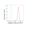 LifeSab™ KD-Validated PEPD Rabbit mAb (20 μl)