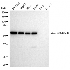 LifeSab™ KD-Validated PEPD Rabbit mAb (20 μl)