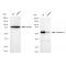 LifeSab™ KD-Validated PEPD Rabbit mAb (20 μl)