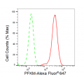 LifeSab™ KD-Validated PFKM Rabbit mAb (20 μl)