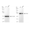 LifeSab™ KD-Validated PFKM Rabbit mAb (20 μl)