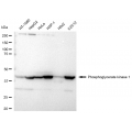 LifeSab™ KD-Validated PGK1 Rabbit mAb (20 μl)