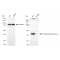 LifeSab™ KD-Validated PGK1 Rabbit mAb (20 μl)