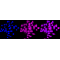 LifeSab™ KD-Validated PLAA Rabbit mAb (20 μl)