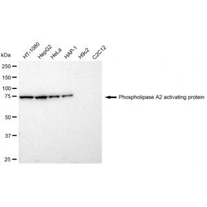 LifeSab™ KD-Validated PLAA Rabbit mAb (20 μl)