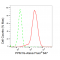 LifeSab™ KD-Validated PPM1G Rabbit mAb (20 μl)