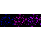 LifeSab™ KD-Validated PPM1G Rabbit mAb (20 μl)