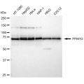 LifeSab™ KD-Validated PPM1G Rabbit mAb (20 μl)