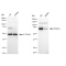 LifeSab™ KD-Validated PPM1G Rabbit mAb (20 μl)