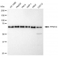 LifeSab™ KD-Validated PPM1G Rabbit mAb (20 μl)