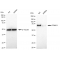 LifeSab™ KD-Validated PPM1G Rabbit mAb (20 μl)