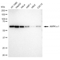 LifeSab™ KD-Validated AMPKA1 Rabbit mAb (20 μl)