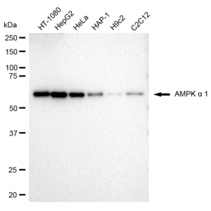 LifeSab™ KD-Validated AMPKA1 Rabbit mAb (20 μl)