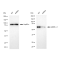 LifeSab™ KD-Validated AMPKA1 Rabbit mAb (20 μl)