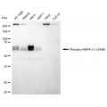 LifeSab™ KD-Validated Phospho-AMPKA1 (S496) Rabbit mAb (20 μl)